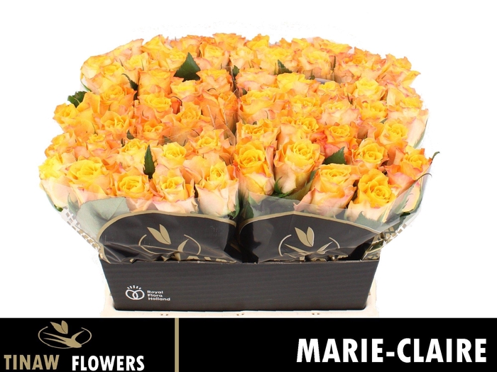 <h4>R GR MARIE-CLAIRE!</h4>