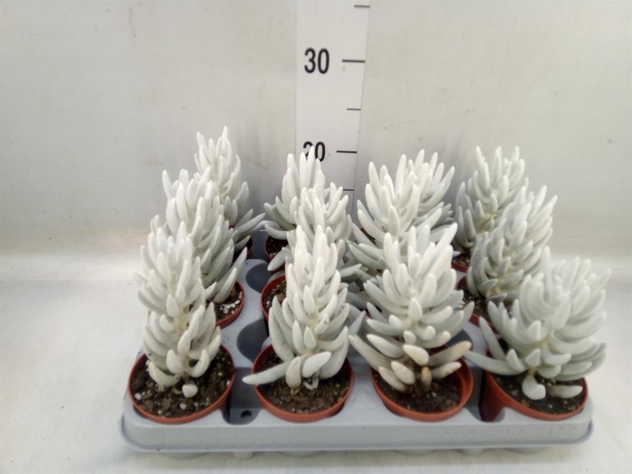 <h4>Senecio   ...</h4>