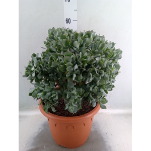 Crassula arborescens 'Curly'