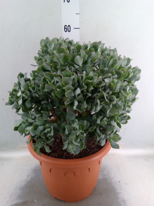 <h4>Crassula arborescens 'Curly'</h4>