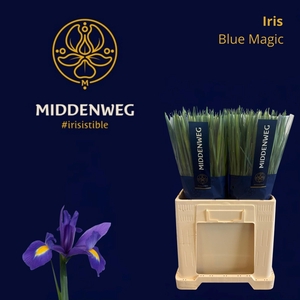 IRIS BLUE MAGIC
