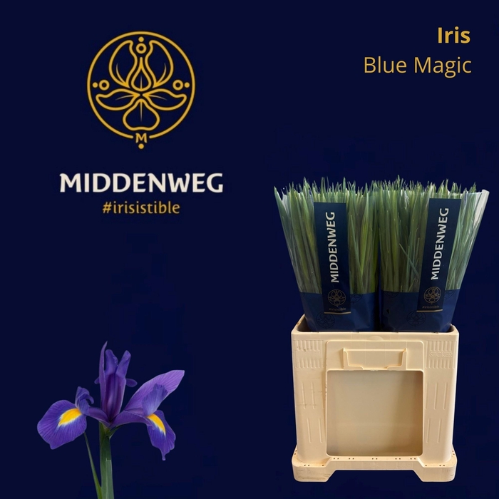 <h4>IRIS BLUE MAGIC</h4>