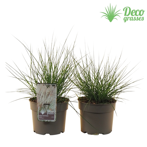 <h4>Miscanthus sinensis 'Mist Maiden'®</h4>