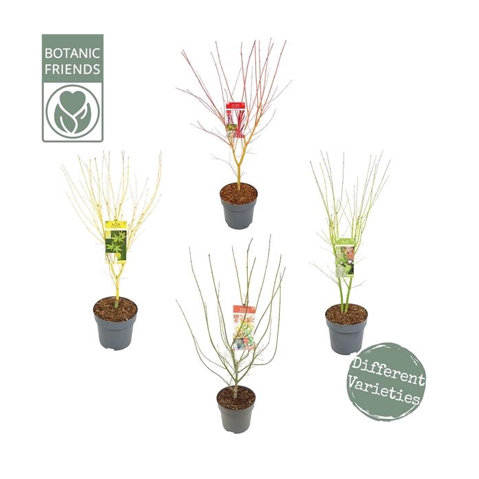 <h4>Acer palm. diverse mix</h4>