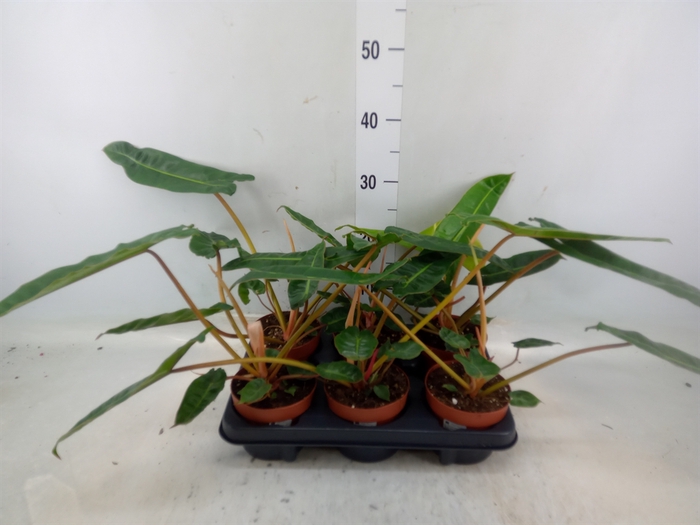 <h4>Philodendron billietiae</h4>