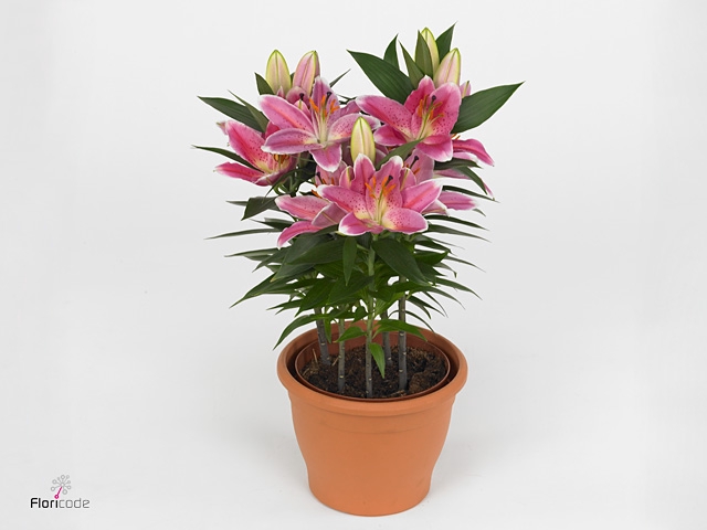 Lilium Or Reeleeze