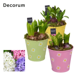 Hyacint Fleur Grande HL13543 [LOVELY COLORS]