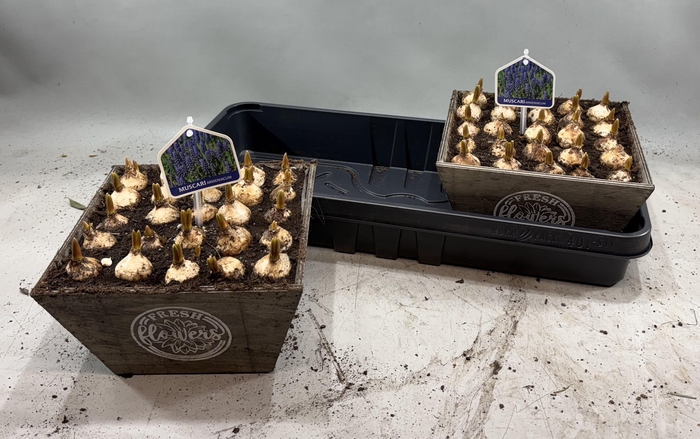 <h4>ARR MUSCARI</h4>