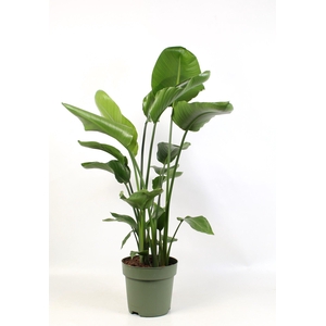 Strelitzia nicolai 4 stek pp