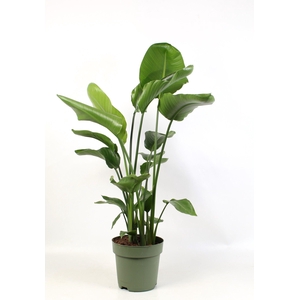 Strelitzia nicolai 4 stek pp