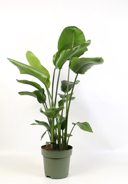 <h4>Strelitzia nicolai 4 stek pp</h4>