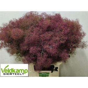 Cotinus C Mag Red Fountain