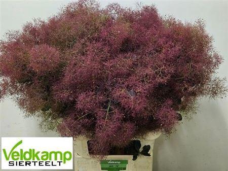 <h4>Cotinus C Mag Red Fountain</h4>