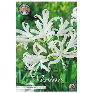 Nerine Bowdenii x2 12/14