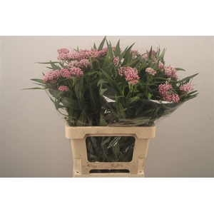 Asclepia Incarnata Soulmate Pink