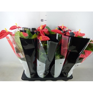 Anthurium andr. 'Madural'