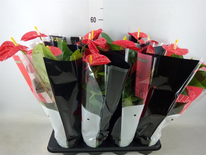 <h4>Anthurium andr. 'Madural'</h4>