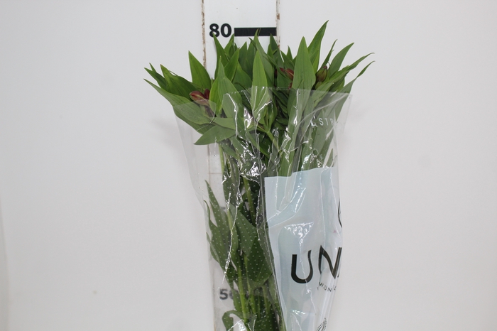 <h4>ALSTROEMERIA MILOS 080 CM</h4>
