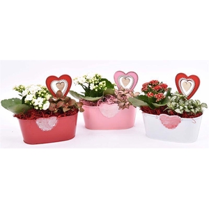 Zink met hart mix 19x10cm