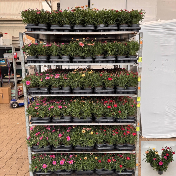 <h4>ARG LA RITA GEM</h4>