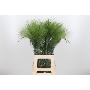 Panicum Fountain