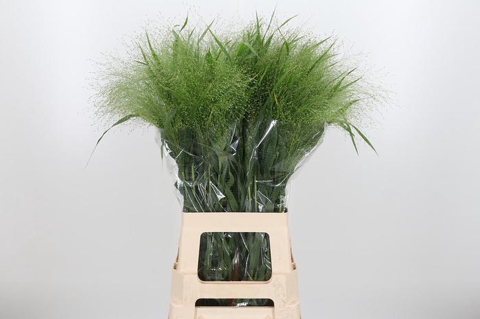 <h4>Panicum Fountain</h4>