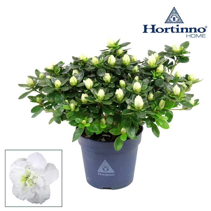 <h4>Hortinno® Home 'Classic Belli' 25 - 27 cm</h4>