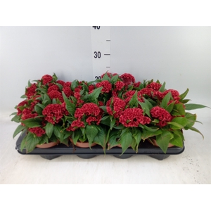 Celosia arg. CR 'Twisted Papaya'