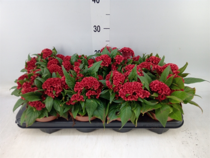 <h4>Celosia arg. CR 'Twisted Papaya'</h4>