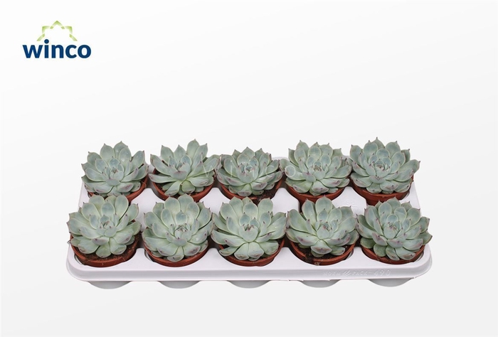 <h4>Echeveria Lindsyana</h4>