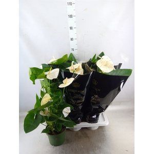 Anthurium andr. 'Alaska'