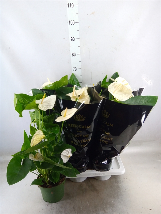 <h4>Anthurium andr. 'Alaska'</h4>