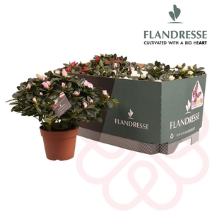 Azalea Flandresse® 'Three Times Two' 30 - 32 cm