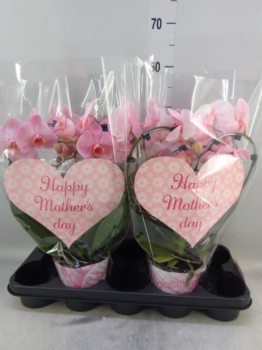 <h4>Phalaenopsis   ...</h4>