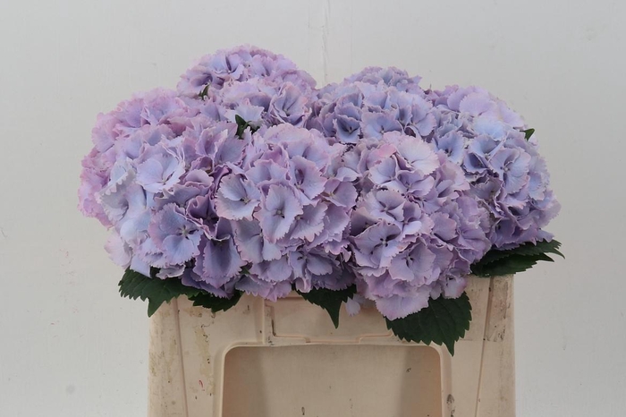 <h4>Hydr M My Primavera</h4>