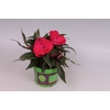 Impatiens N.G. ClockWork Red