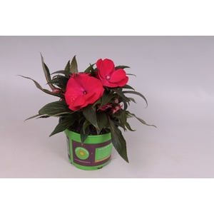 Impatiens N.G. ClockWork Red