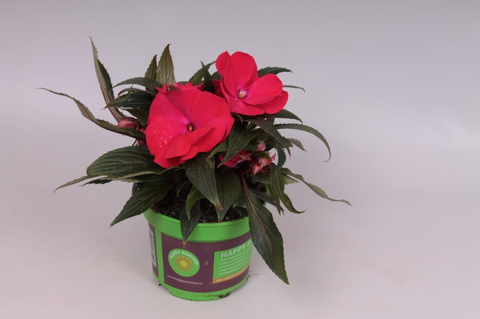 <h4>Impatiens N.G. ClockWork Red</h4>