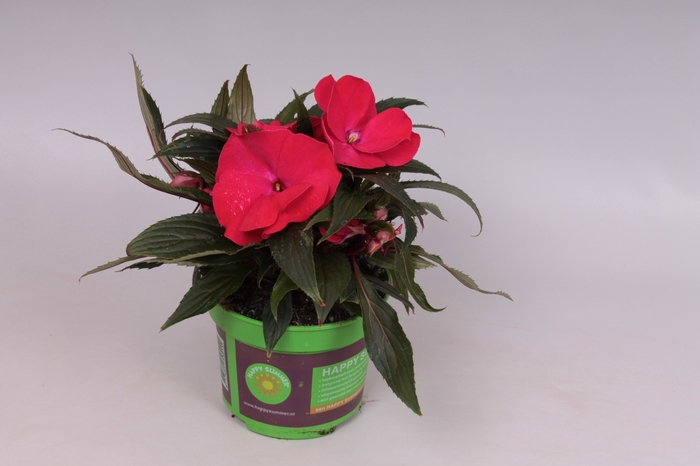Impatiens N.G. ClockWork Red