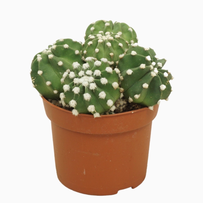 <h4>Echinopsis oxygona</h4>