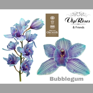 CYMB DYED BUBBLEGUM