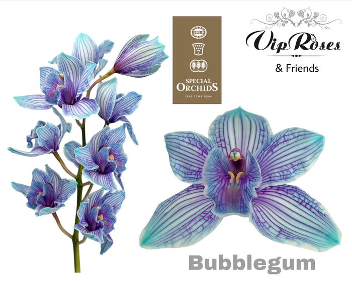 <h4>Cymb Dyed Bubblegum</h4>