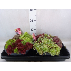 Sempervivum   ...