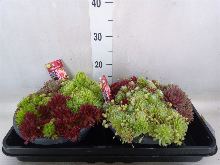 <h4>Sempervivum   ...</h4>