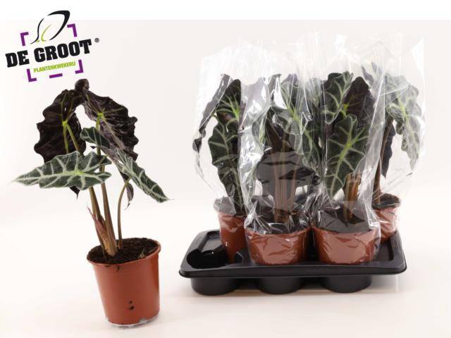 <h4>Alocasia Polly</h4>