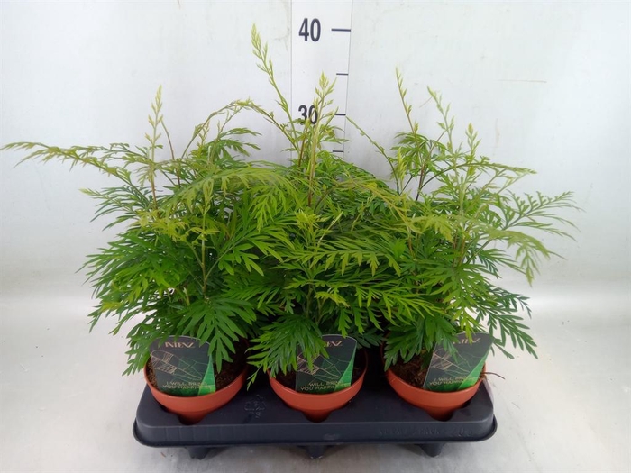 <h4>Grevillea robusta</h4>