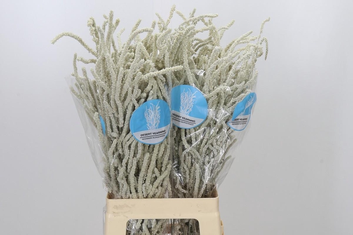 <h4>Amaranthus Yearming Desert</h4>