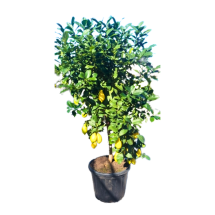 <h4>Citrus hystrix</h4>