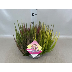 Calluna vulg. 'Beauty L High Five'