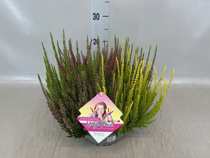 <h4>Calluna vulg. 'Beauty L High Five'</h4>